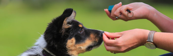Train jouw hond of kat met een clicker