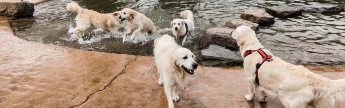 Fijne zwemplekken voor de hond