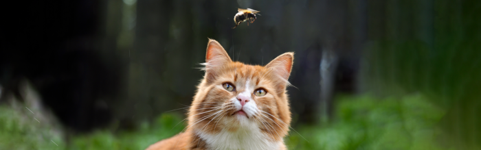 Insecten en parasieten bij katten