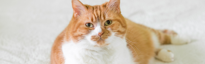 Overgewicht bij een kat: oorzaken, risico’s en tips