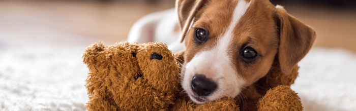 Puppy opvoeden: 10 tips voor een goede start