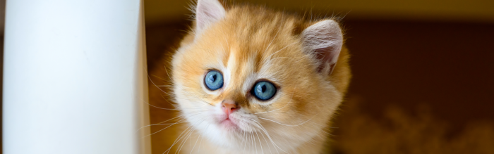 Wat te doen tegen diarree bij je kitten?