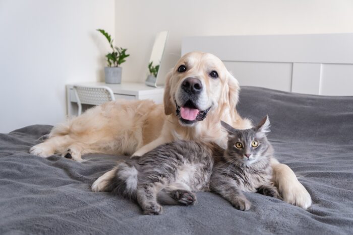 Een hond en kat samen in één huis: hoe doe je dat?