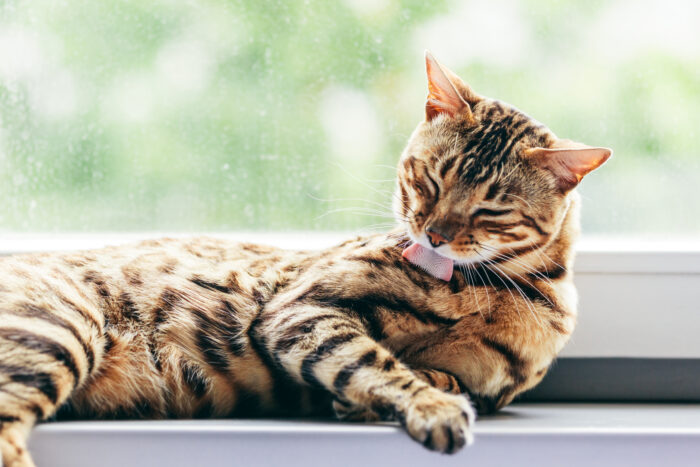 5 tips voor een gezonde en glanzende vacht van je kat
