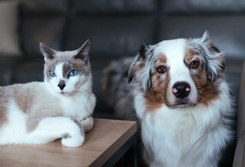 Hond en kat samen | CaroCroc