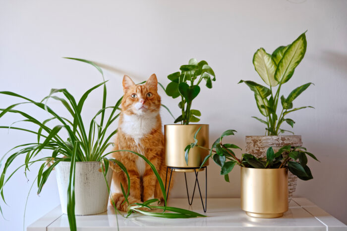 Giftige planten voor je kat: Dit moet je weten
