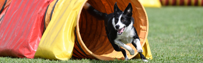 Agility training met je hond: voordelen, tips en voeding