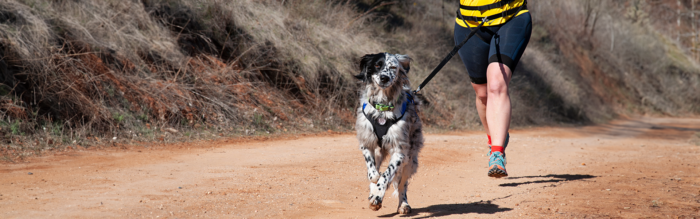 Canicros: méér dan hardlopen met je hond