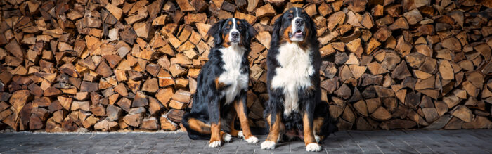 Alles over grote honden: 5 vragen en antwoorden