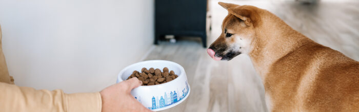 Mijn hond eet te snel: tips om schrokken af te leren