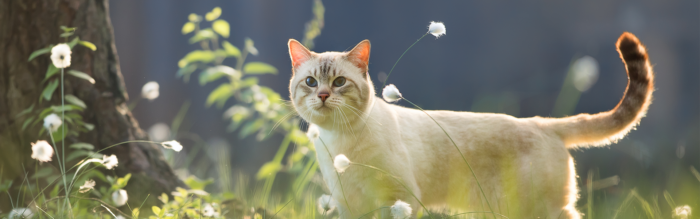 Katten in de zomer: tips voor verkoeling, gezondheid en comfort